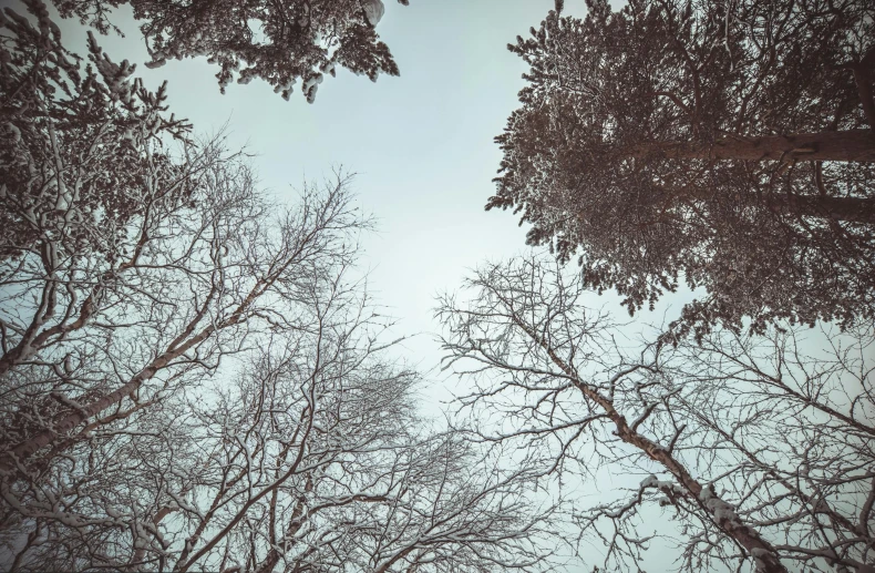 trees are seen from ground level looking at blue sky