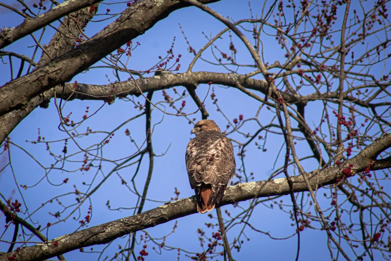 an owl sitting in the nches of a tree with berries