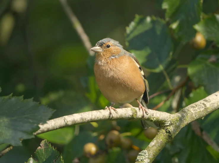 a small bird perched on a tree nch