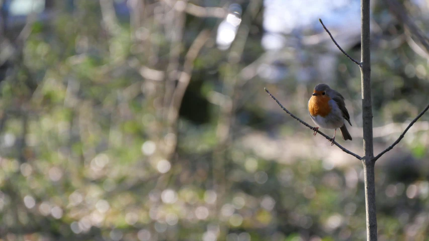 a bird is sitting on a small nch