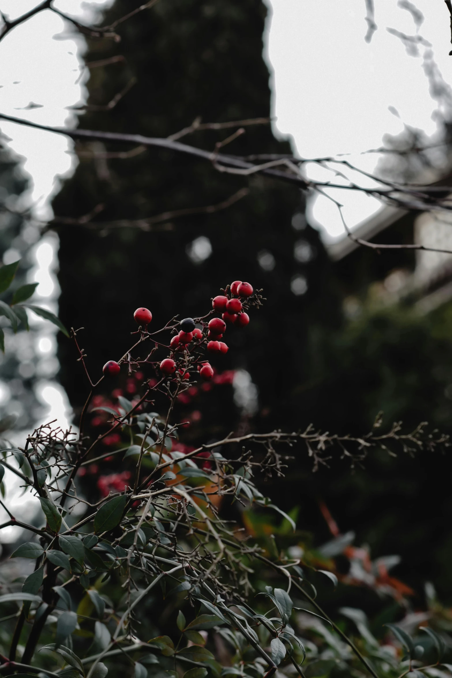 a tree nch with leaves and berries hanging off it