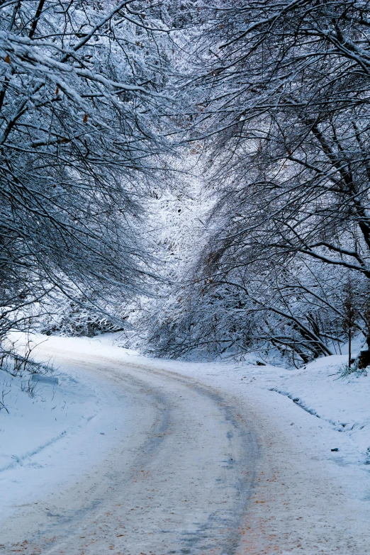 a snowy road is next to trees and snow covered ground