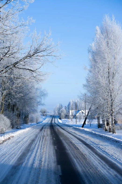 a road lined with trees and snow during the day