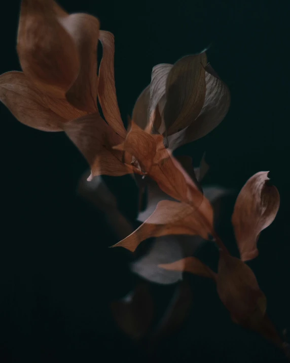 some very pretty looking flowers that are in the dark