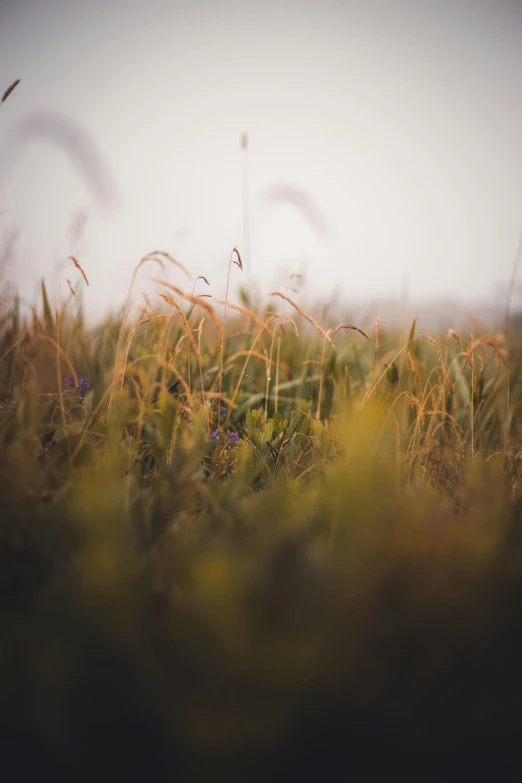 a field of grass with grass blowing in the breeze