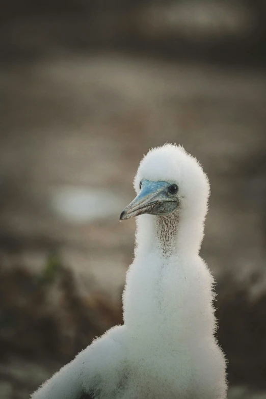 a close up of a white bird with a blue head and a blurry background