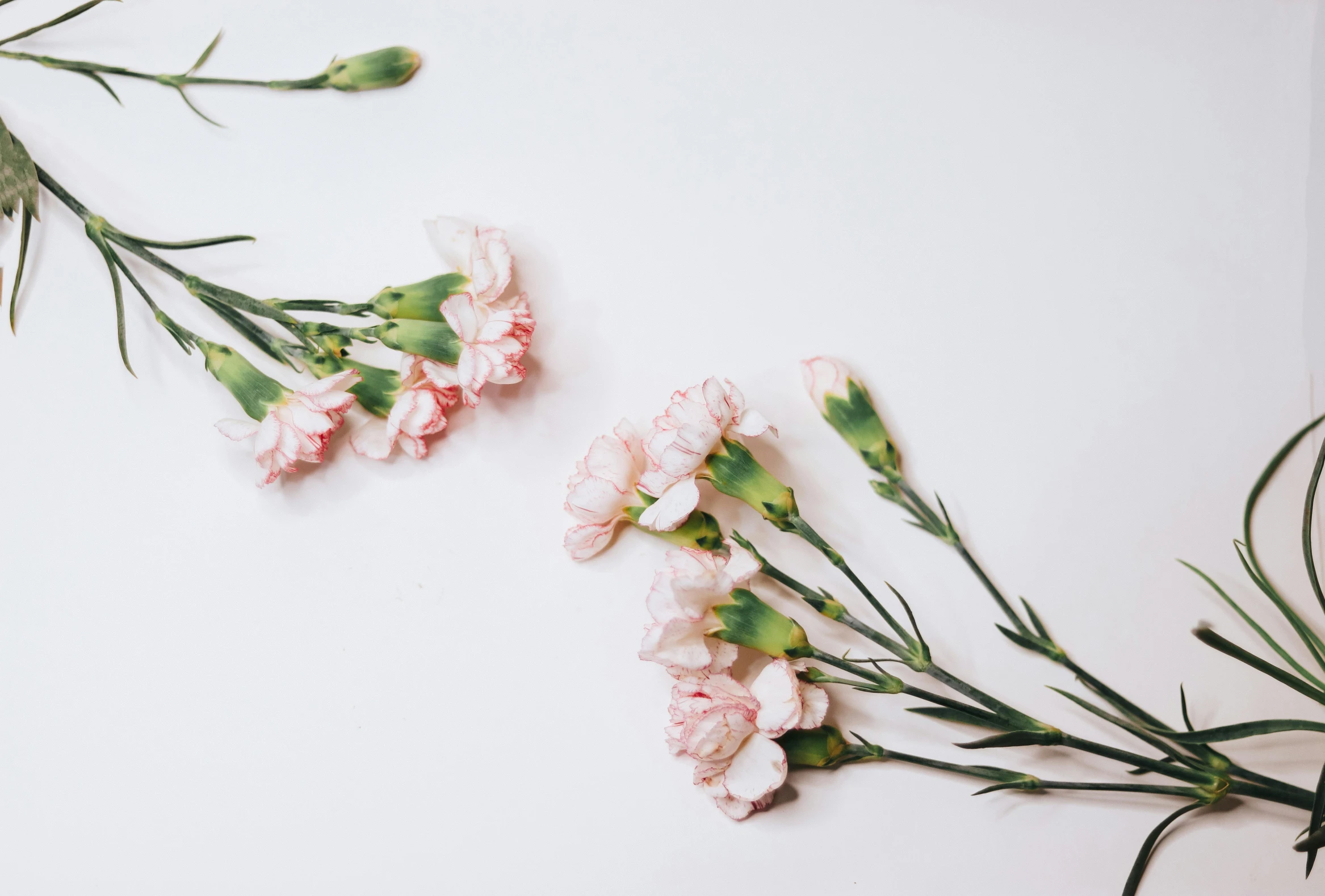 pink flowers laid out on a white surface