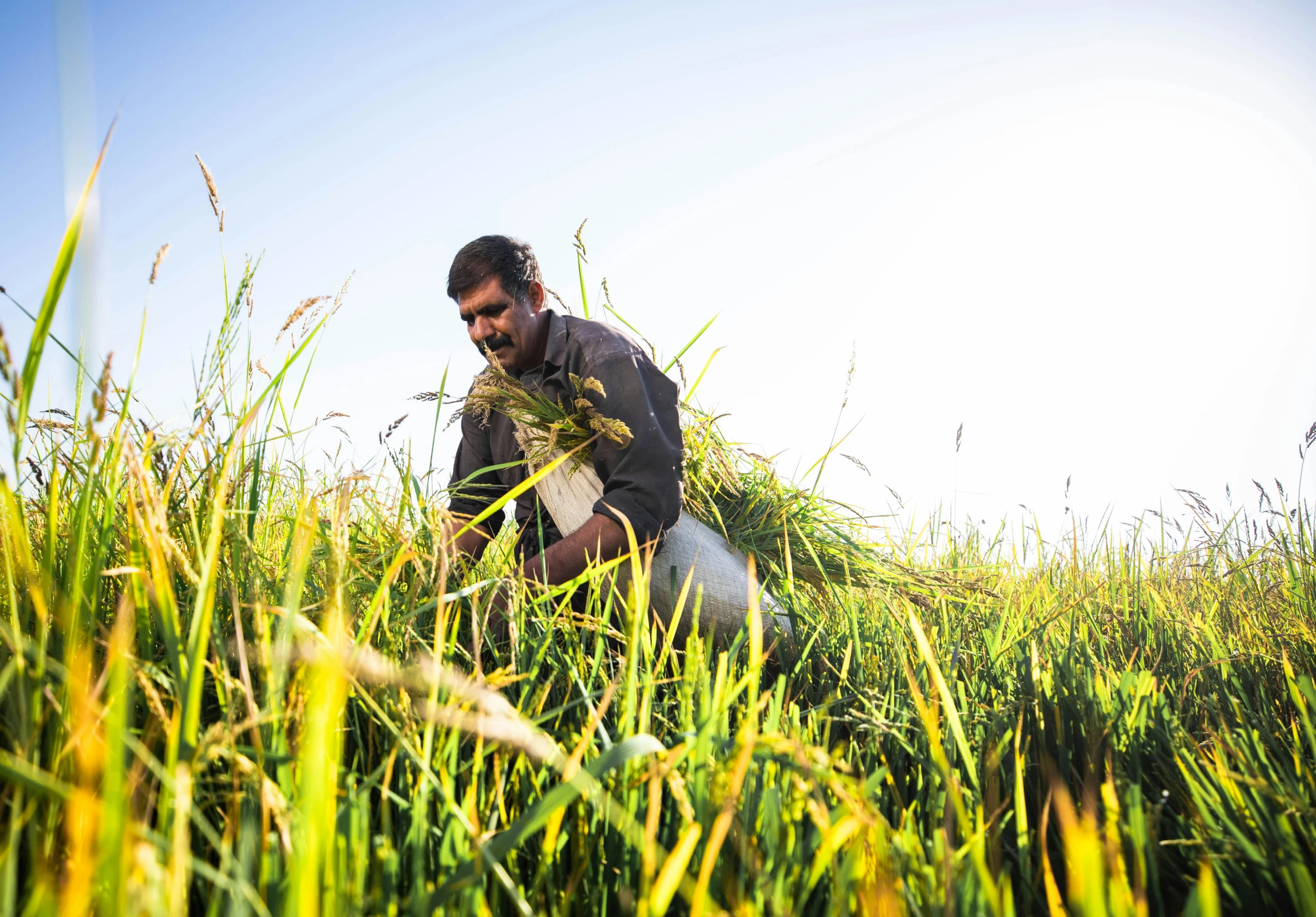 man picking up soing in the middle of a green field