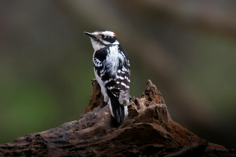 a close up of a bird on a tree nch