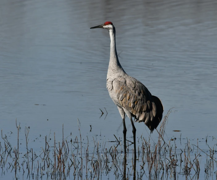 the grey crane is walking by the blue water