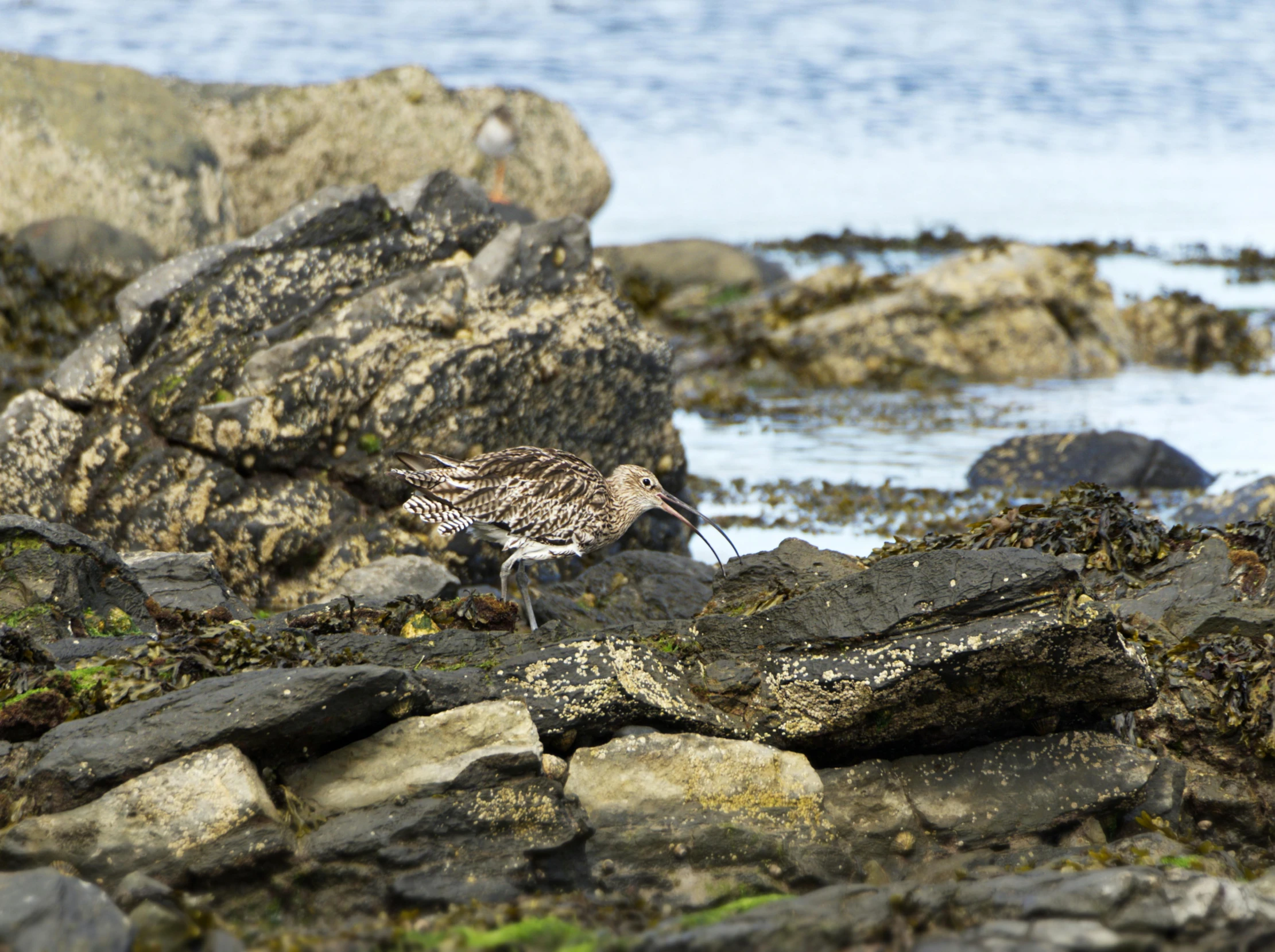 two birds on rocks near the water