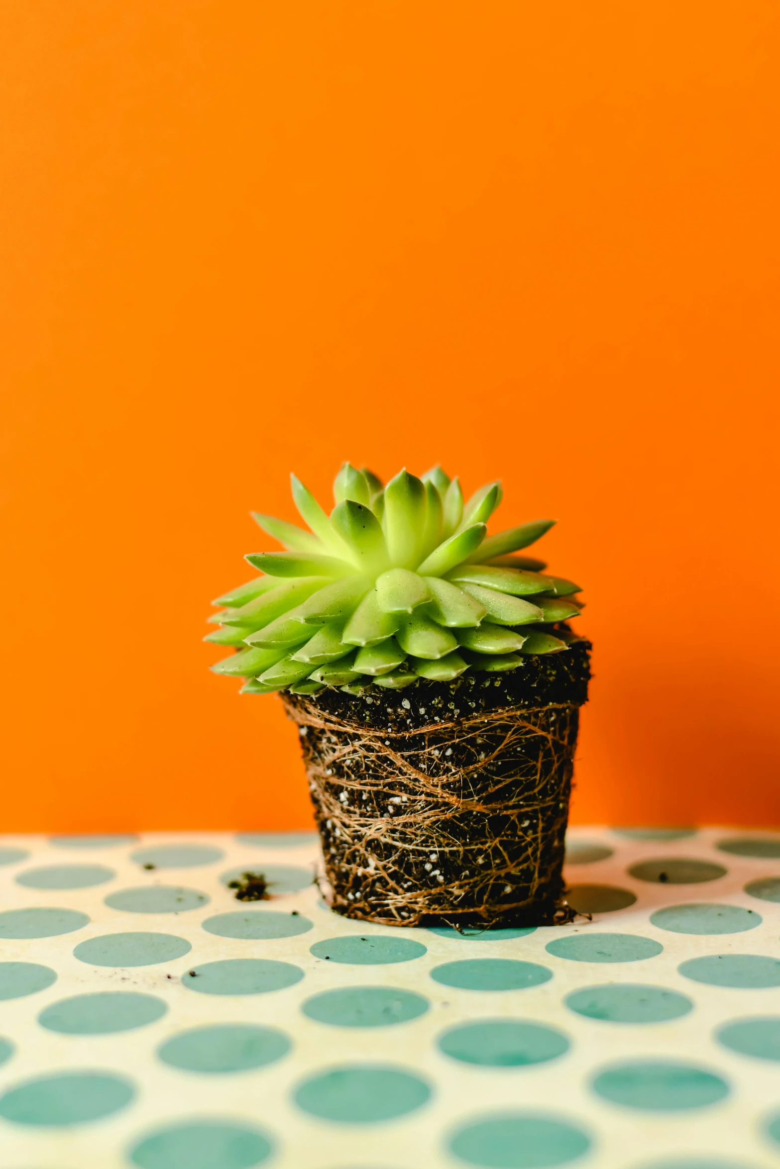 small green plant sitting on top of a table