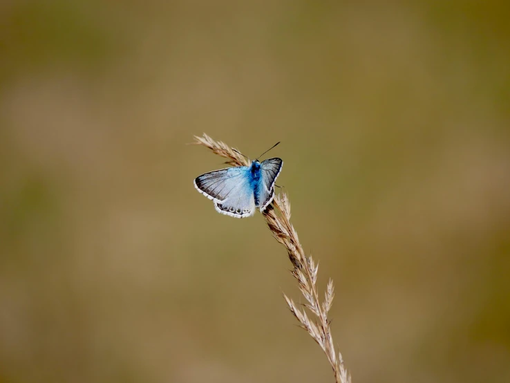 a small blue erfly standing on top of a leaf