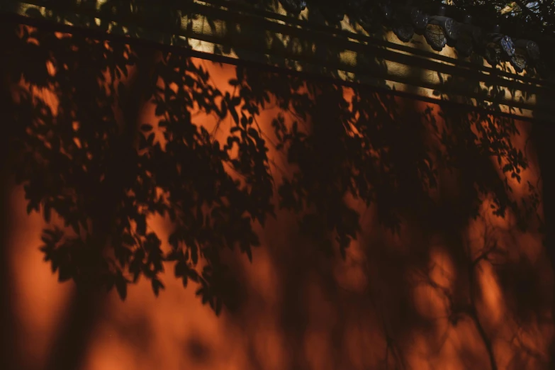 shadows on the wall behind leaves and nches