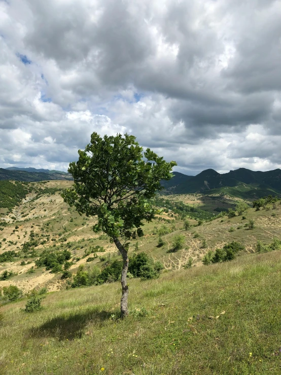 a lone tree in the middle of an open field