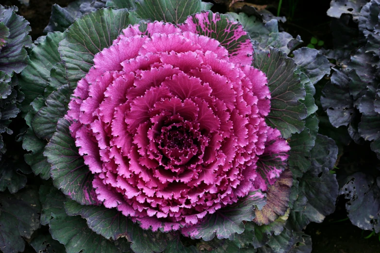 a head of pink and green flower surrounded by many leaves