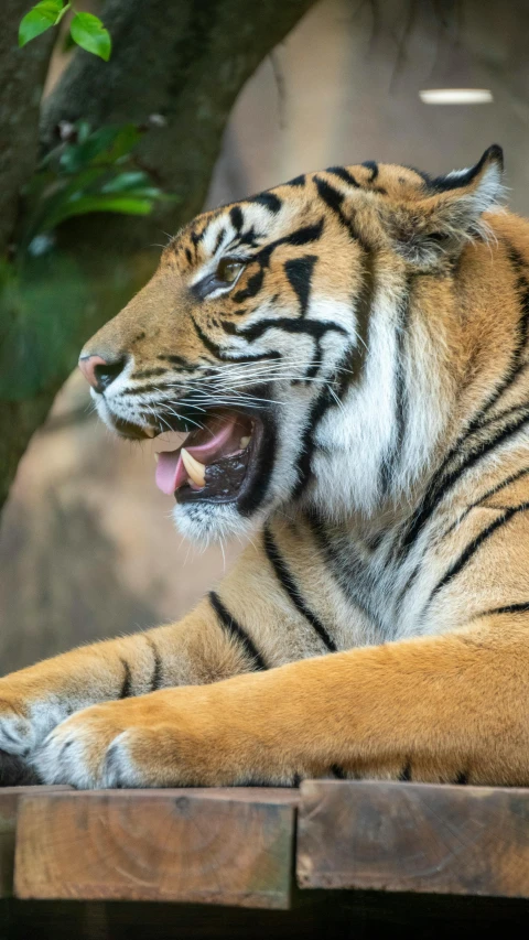 a big tiger standing in the grass on a sunny day