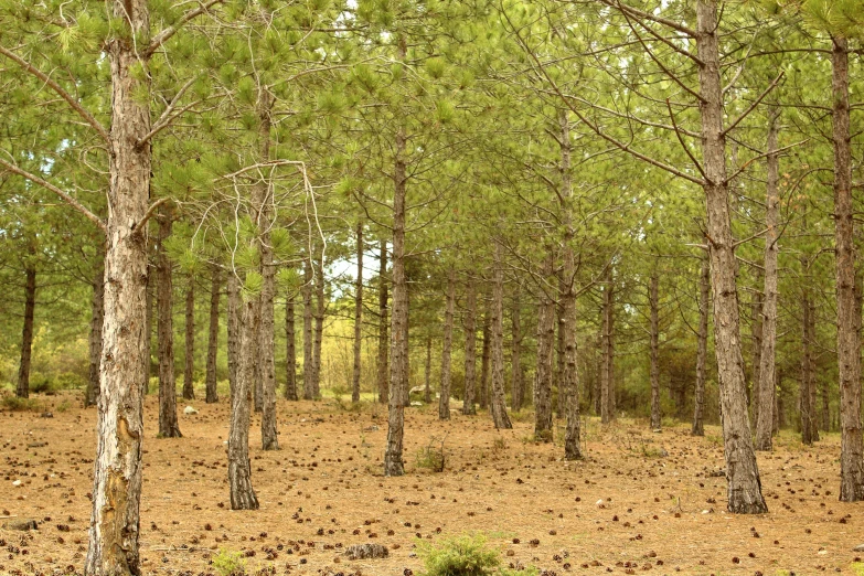 a number of small trees in a forest