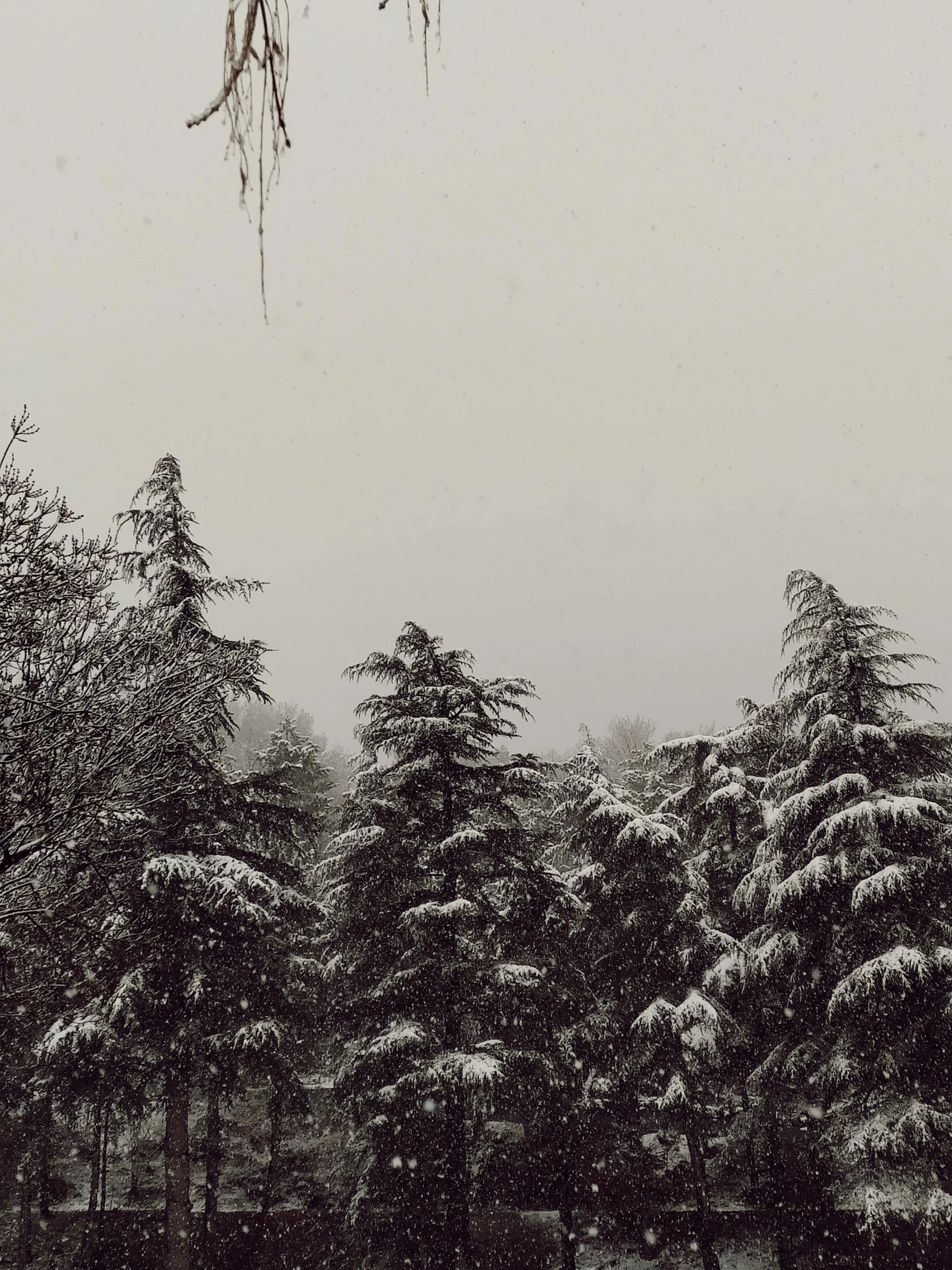 snowy trees are covered with snow and a clock tower in the background