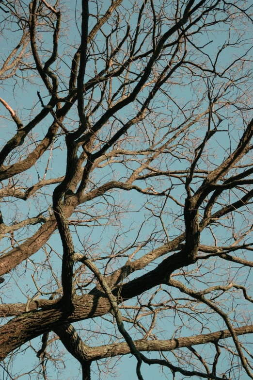 a picture of some trees in the winter