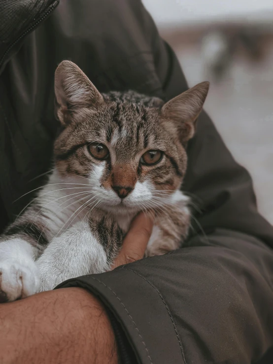 the cat is getting comfort from his owner