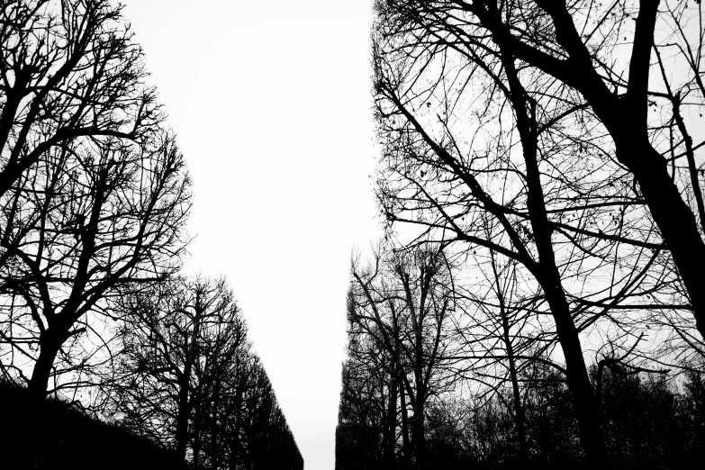 a black and white po of trees without leaves