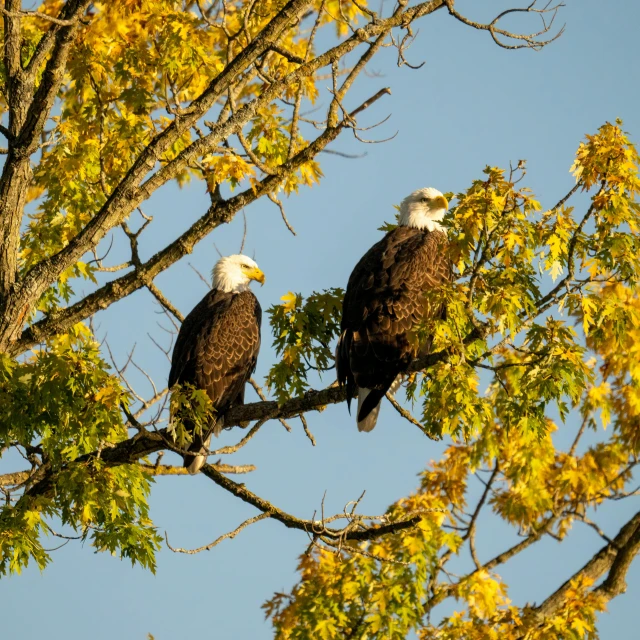 two bald eagles sit on the nches of a tree