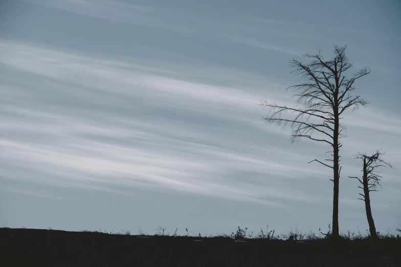 a lone tree stands alone in the field