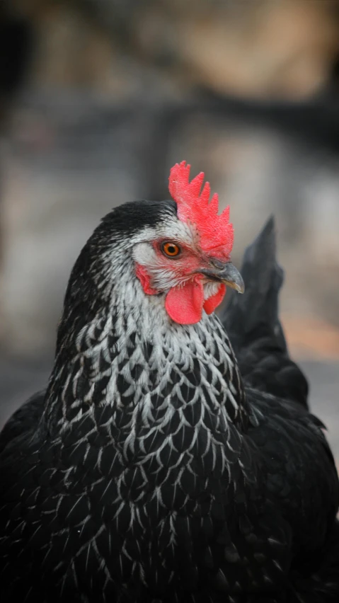 a black and white chicken with a red comb