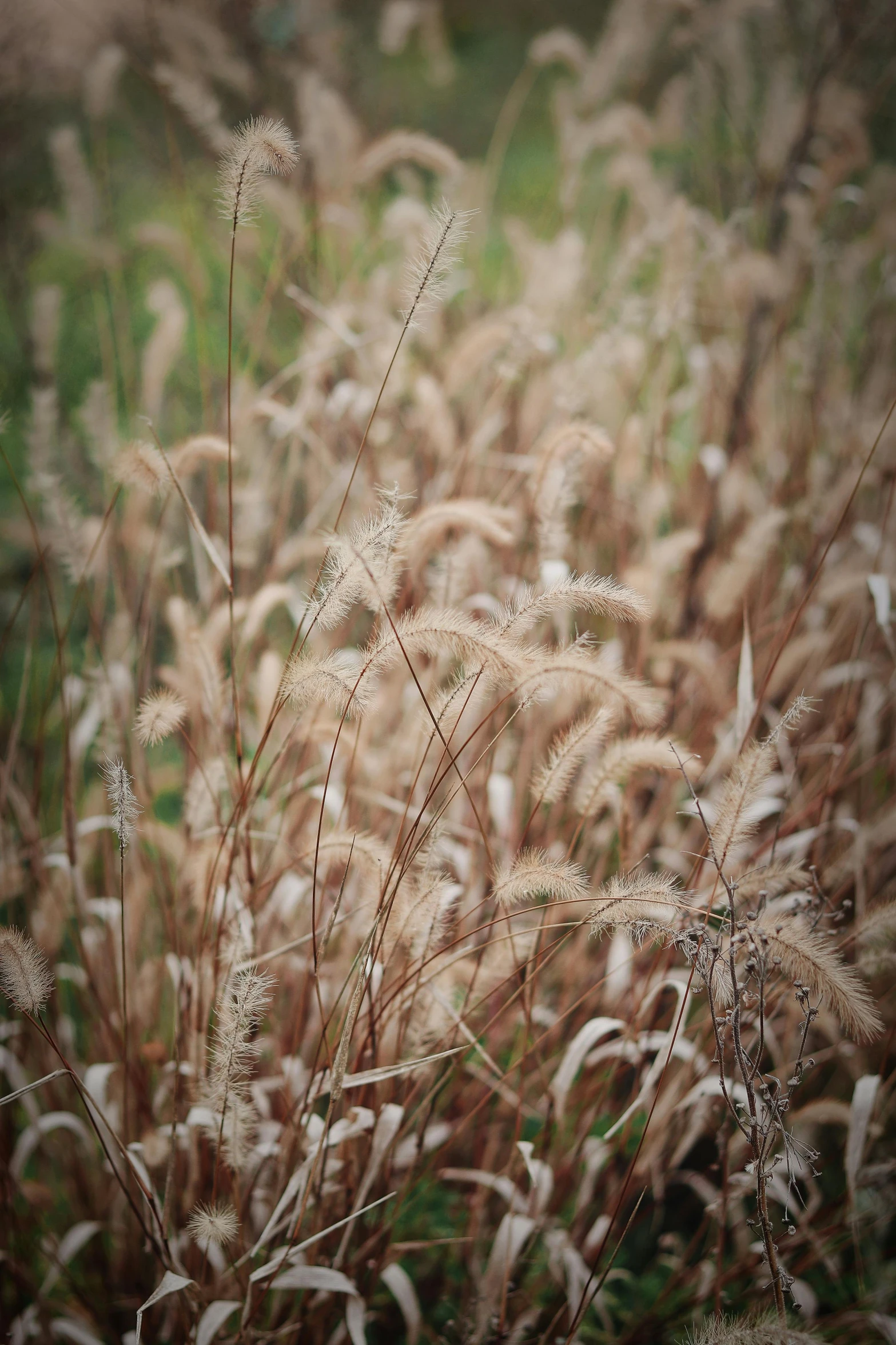 large, dry plants are next to the grass