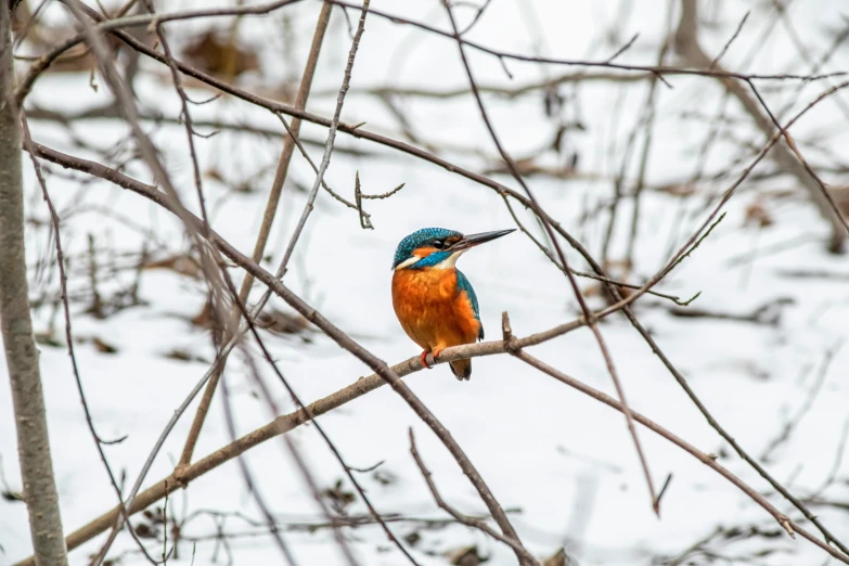 a small bird sitting on a tree nch in the snow