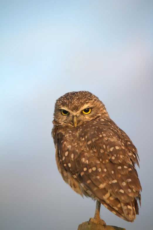 a very cute owl with an intense look on its face