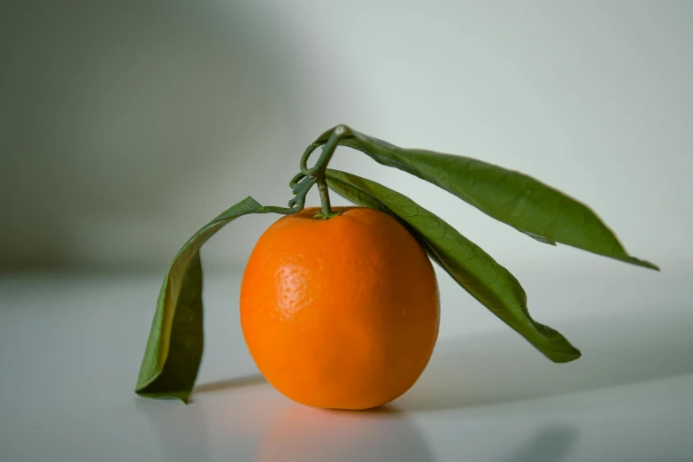 an orange and a small green plant with leaves