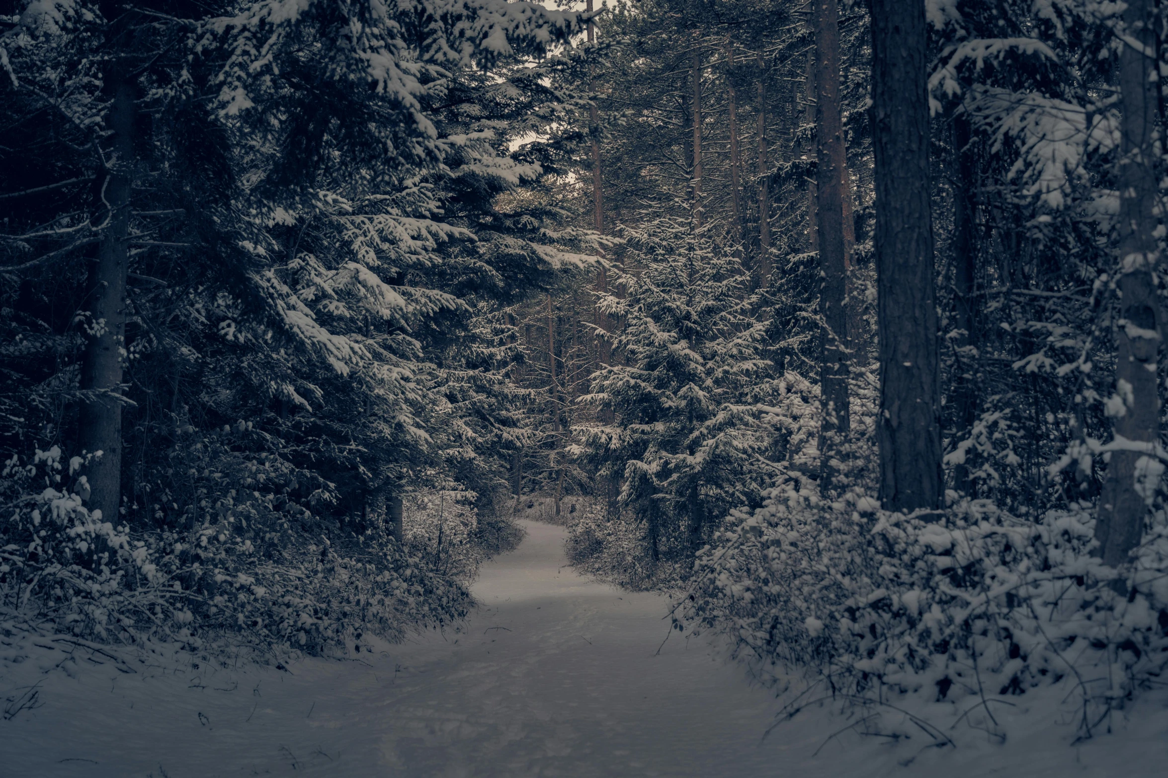 a very snowy trail in the woods leading into a forest