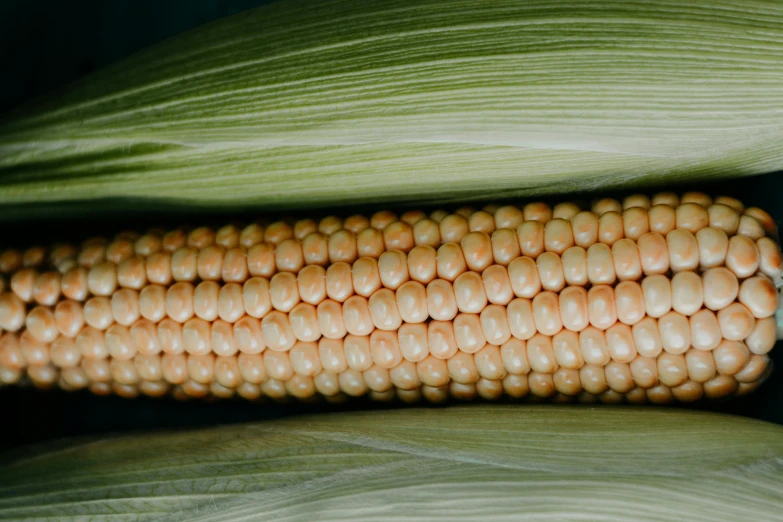 a corn cob is shown close up on the stalk