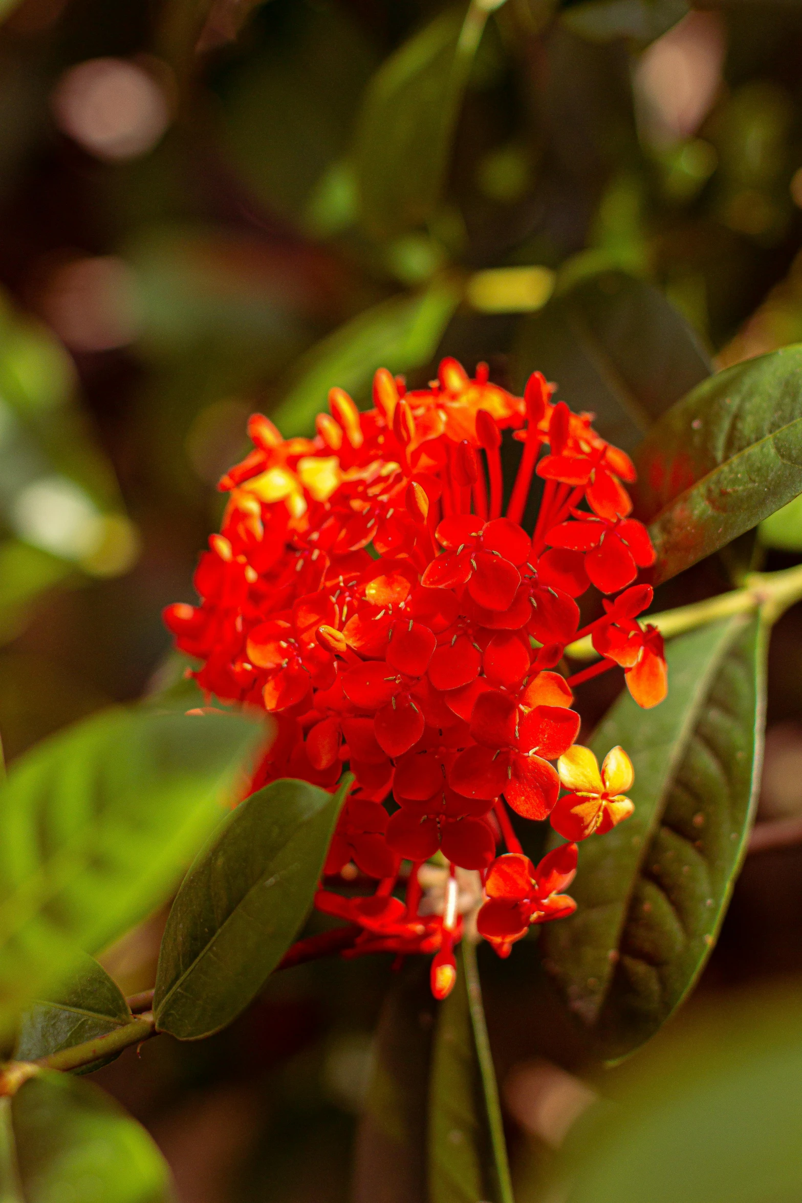 bright red flowers are shown on the stem