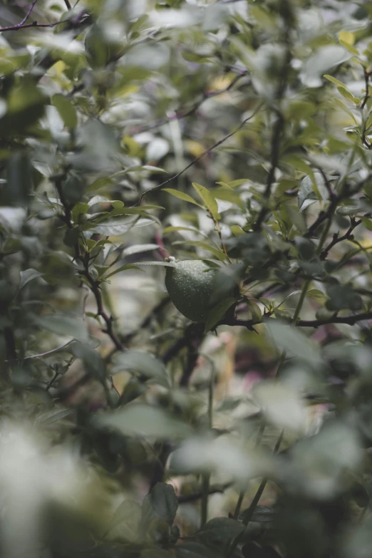 there are green leaves and fruits on the tree