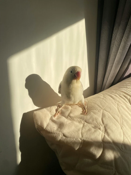 an adorable bird sitting on top of a pillow