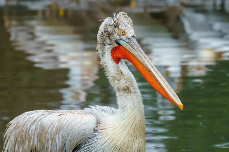 there is a very large bird with a long bill