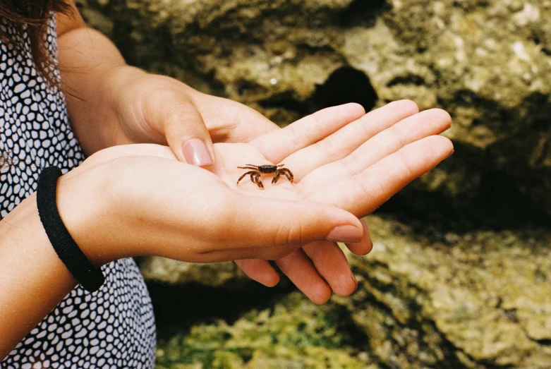 a spider crawling in its human's hand, close up