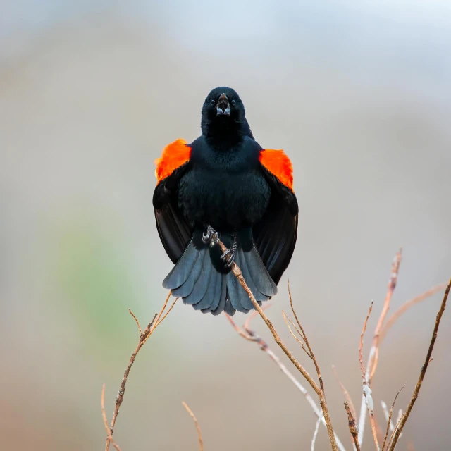 a close - up of a black bird sitting on a nch