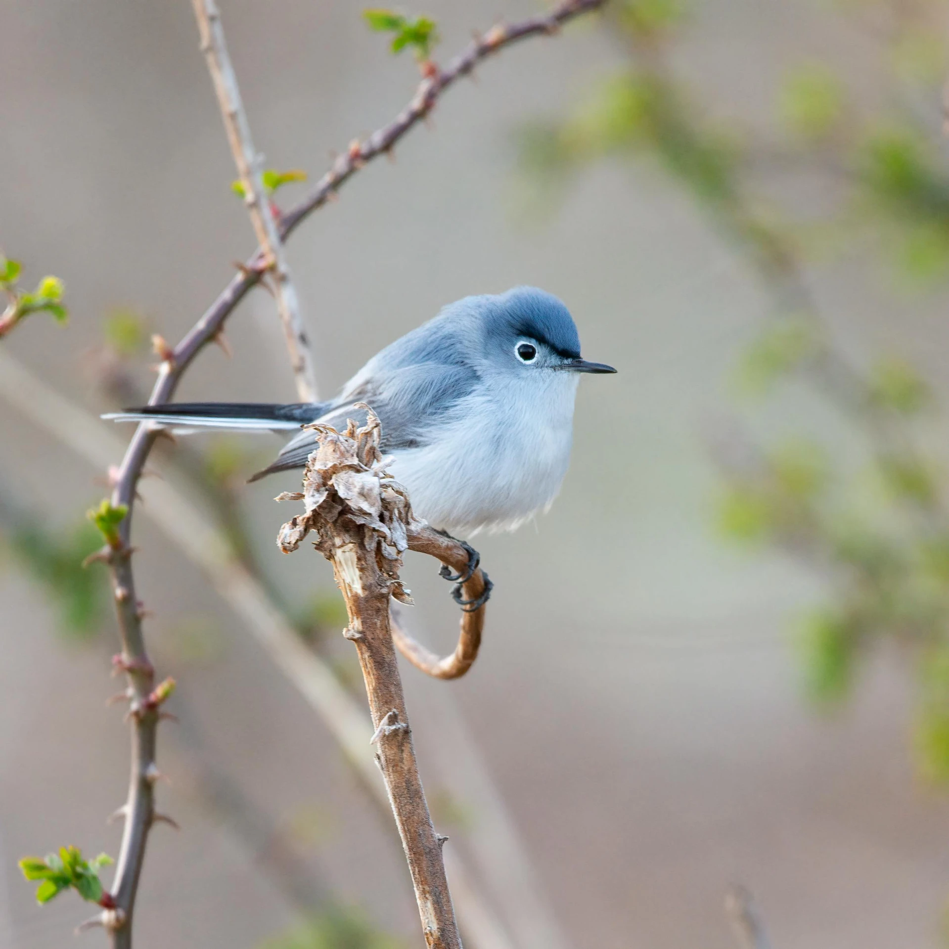 a small blue bird sitting on a nch