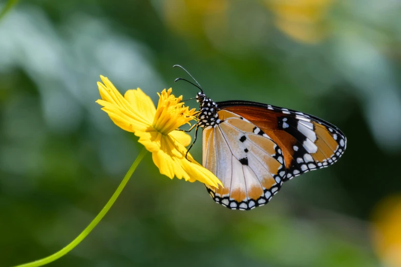 a colorful erfly sitting on the edge of a flower