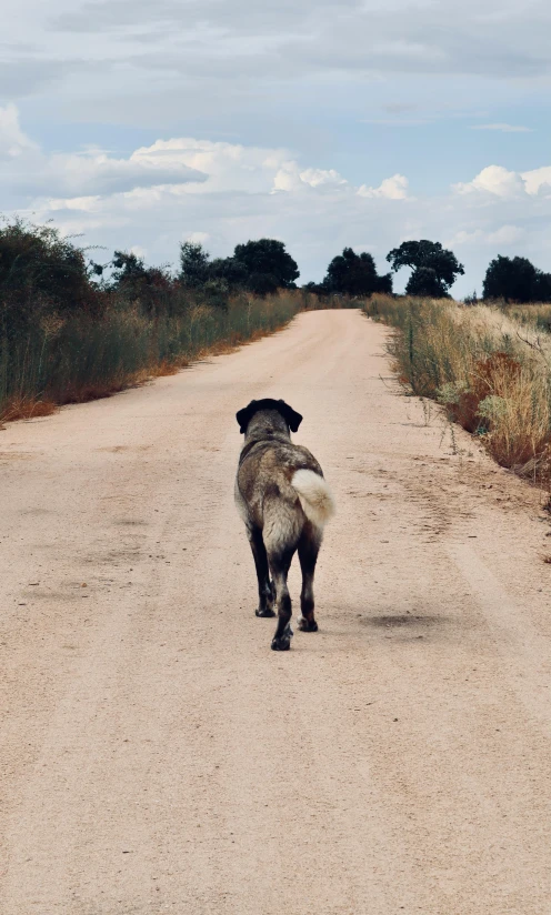 a dog is walking down a dirt road