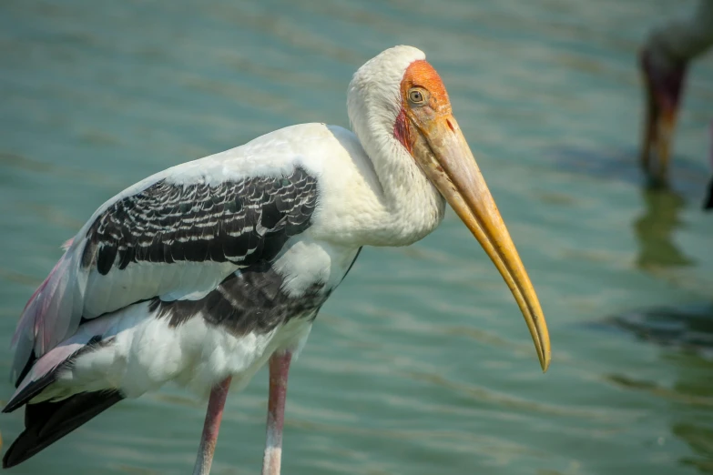 a white and black bird with a long beak standing near water