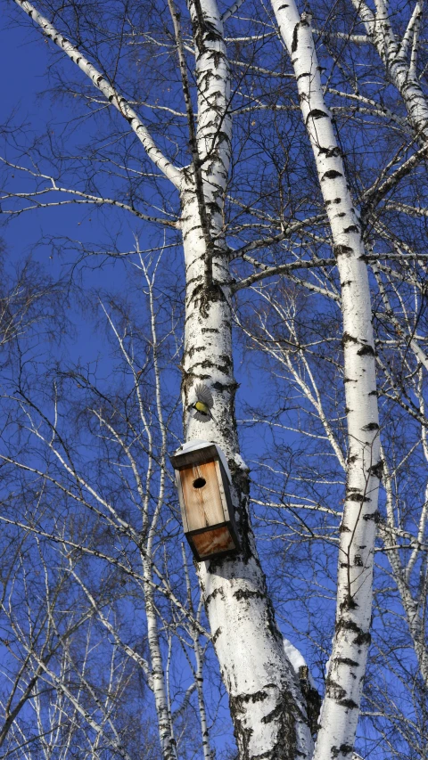 a birdhouse built in the nches of a birch tree