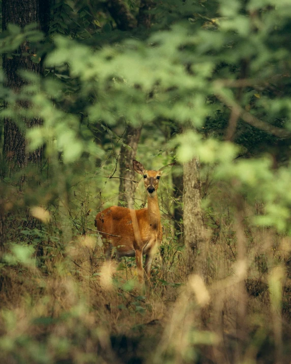 a deer that is standing in the grass