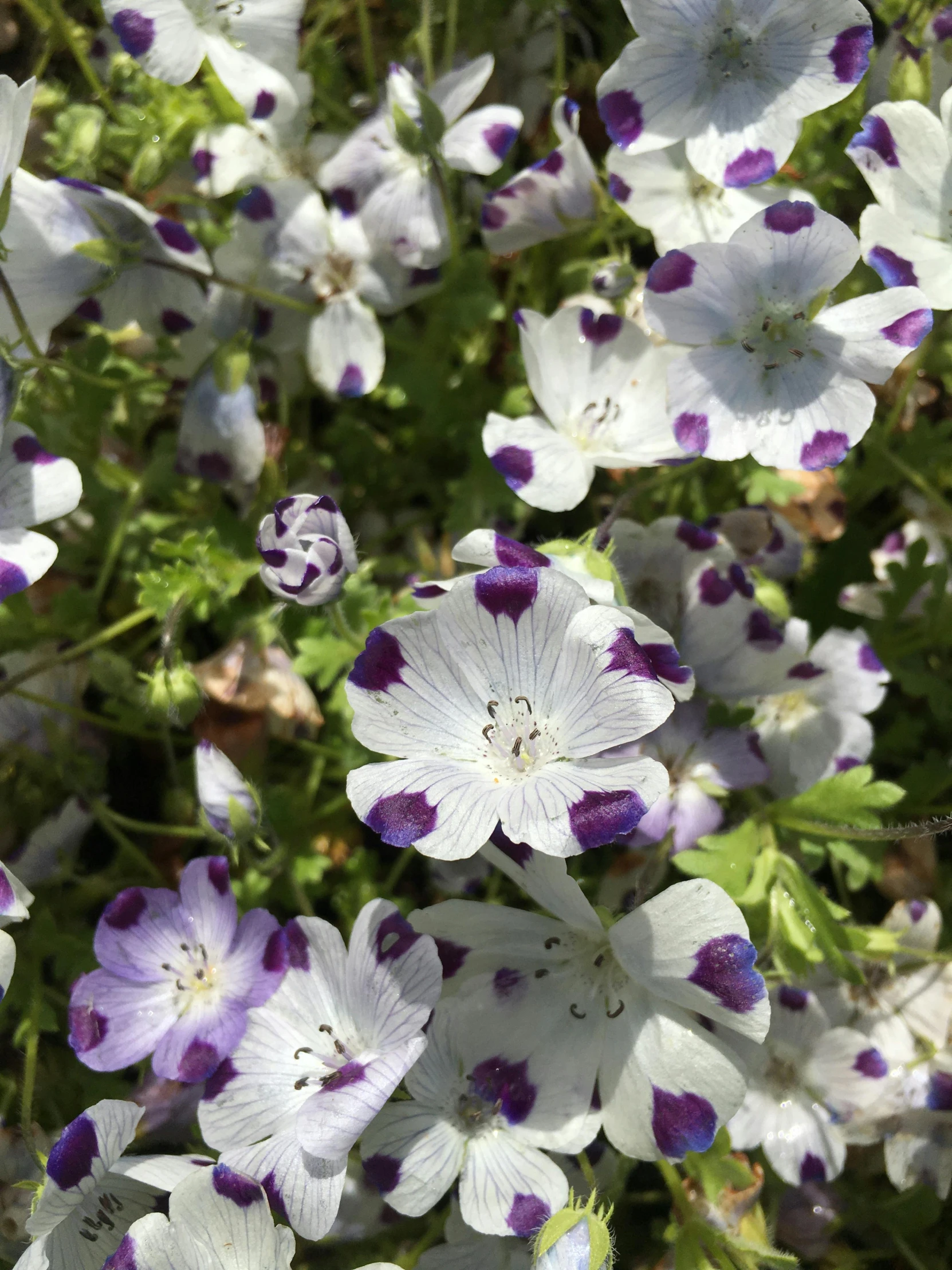 a field of white and purple flowers with blue centers