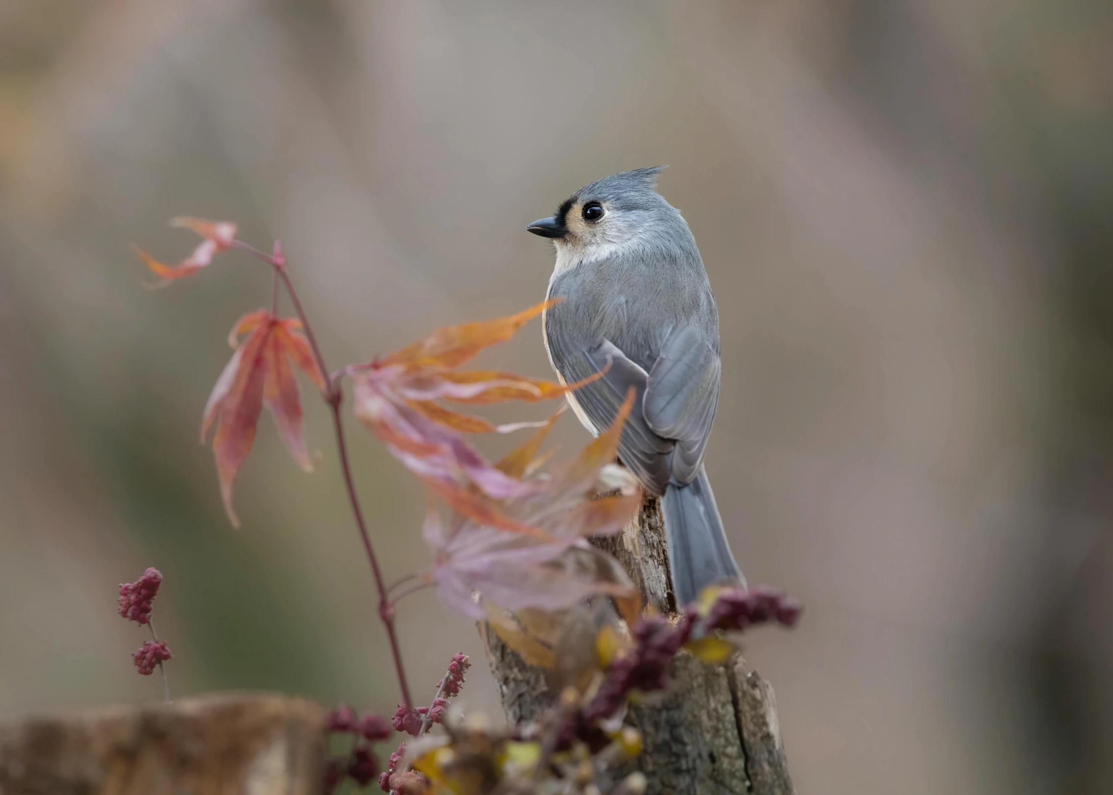 a small bird on top of a tree stump