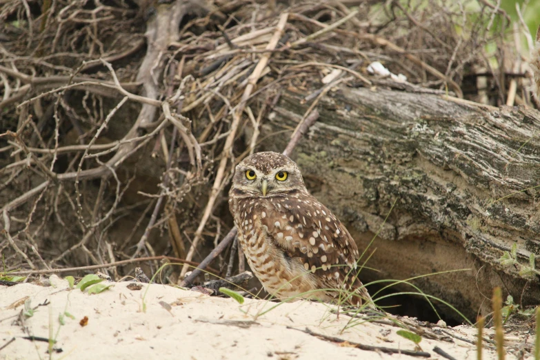 an owl that is standing by some dirt